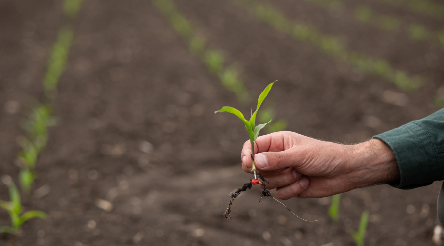 World Rural Development Day