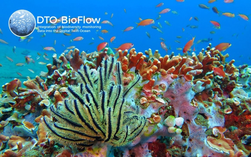 DTO-Bioflow: Integration of biodiversity monitoring data into the Digital Twin Ocean